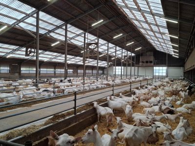 lightroof-systems---melkvee-Nederland-04